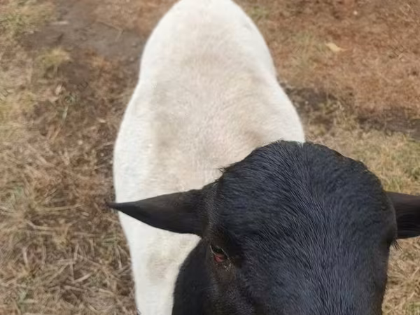 Bélier, Dorper sheep