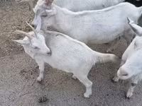 Ешкі, Saanen goat — 1-сурет