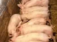 母猪, Pigs — 照片 1