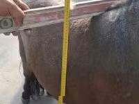 Koń, Shetland Pony — zdjęcie 1