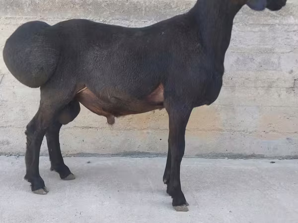 Bélier, Hissar sheep