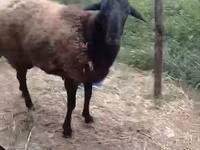 Ram, Hissar sheep — photo 2