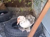 Ducks — Foto 2