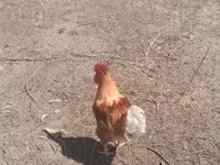 Chickens — Foto 1