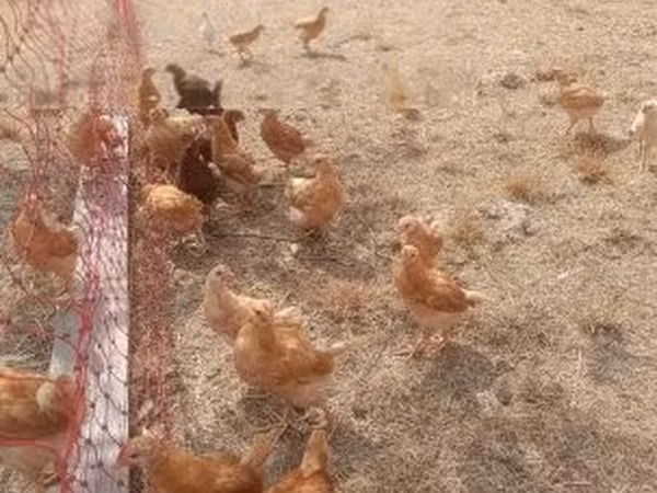 Chickens — Vengriya