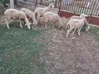 Brebis, Moutons — photo 1