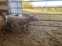 Ovan, Charollais sheep — fotografija 3