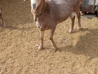 Ram, Katum sheep — photo 1