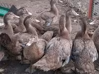 Ducks — foto 8