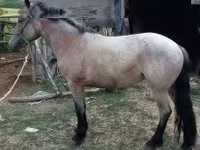 Égua, Cavalos — foto 2