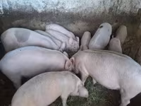 Eber, Schweine — Foto 3
