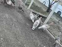 Ducks — foto 4