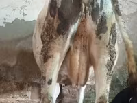 Bovinos (lote, sexo no especificado), Russian Black pied cattle — foto 4
