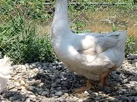 Geese — photo 2