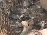 Geese — zdjęcie 2