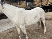 Бие, Tersk horse — 1-сурет