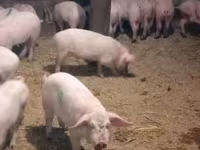 Schweine (Partie, Geschlecht nicht angegeben), Schweine — Foto 3
