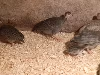 Guinea fowl — fotografija 2