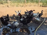 Ducks — photo 2