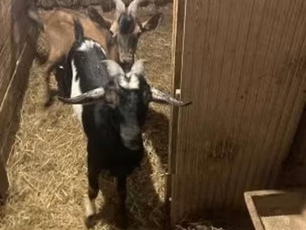 Cabro, Cabras