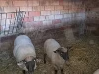 Sheep, White Suffolk sheep — photo 1