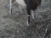 公山羊, Nigerian dwarf goats — 照片 2