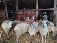Schaf, Ile-de-France sheep — Foto 6