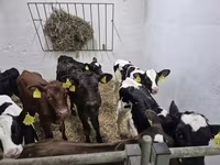 雄牛, Russian Black pied cattle — 写真 3