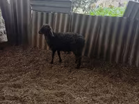 Ram, Sheep — photo 2