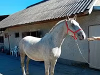 حصان, Lipizzaner — الصورة 5