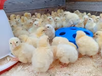 Chickens — zdjęcie 1