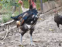 Derbiširska crvenokapa — fotografija 4