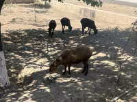 Carneiro, Ovelhas — foto 1