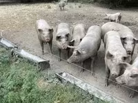 Säue, Schweine — Foto 5