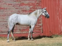 Pastuv, Tennessee Walking Horse — fotografija 8