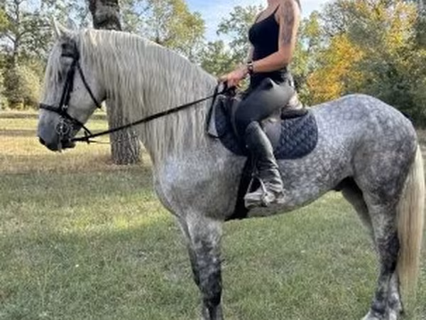 Pastuv, Andalusian horse