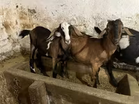 Козел, Nubian Goat — фото 4