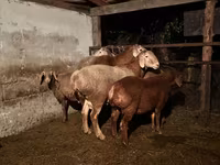 Carneiro, Ovelhas — foto 4