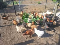 Chickens — zdjęcie 6