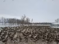 Turkeys — zdjęcie 6