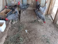 Slovenian Barred Hen — photo 7