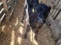 Bulle, Aberdeen-Angus — Foto 7