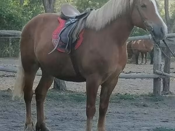 Kobyła, Haflinger