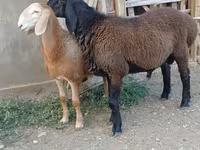 Ram, Arashan sheep — photo 5