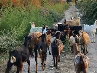 Ziege, Damask goat — Foto 8