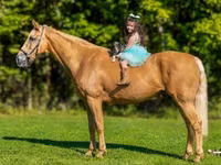 Pastuv, Palomino — fotografija 3