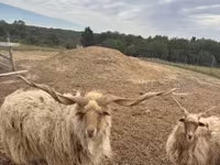 Ram, Racka sheep — photo 1