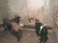 Echki, Echkilar — 4-rasm