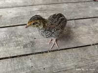 Quails — zdjęcie 8