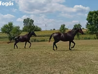 公马, American paint horse — 照片 3